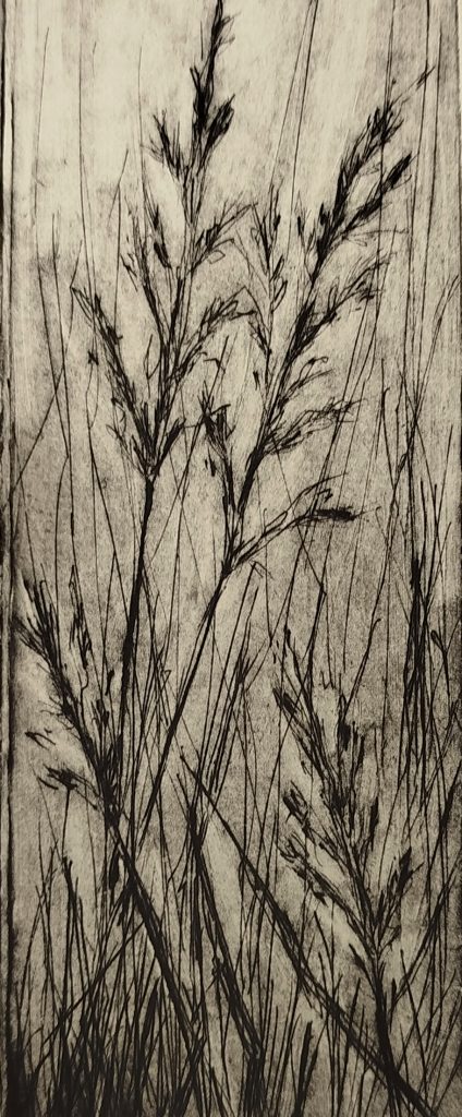Kaltnadelradierung aus der Werkreihe Wiese, Linienstrukturen und Bewegungen des Grases als Verdichtung der Natur, 2025, Eschwege, Bettina Zimmermann.