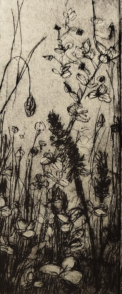 Kaltnadelradierung aus der Werkreihe Wiese, Linienstrukturen und Bewegungen des Grases als Verdichtung der Natur, 2025, Eschwege, Bettina Zimmermann.