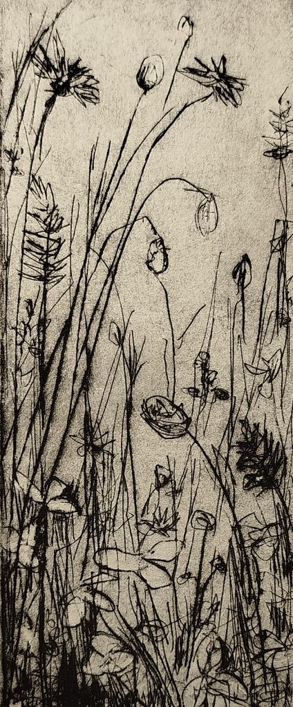 Kaltnadelradierung aus der Werkreihe Wiese, Linienstrukturen und Bewegungen des Grases als Verdichtung der Natur, 2025, Eschwege, Bettina Zimmermann.